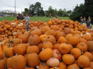 piles of pumpkins