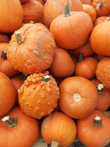 mini orange pumpkins