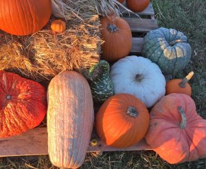 Straw bale and variety of different color pumpkins