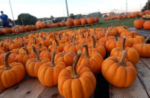 Several pumpkins on a pallet