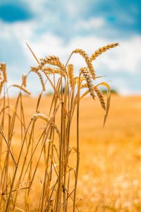 yellow wheat growing in a field against a blue sky