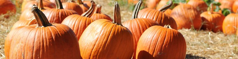 pumpkins in sunlight on a field of straw