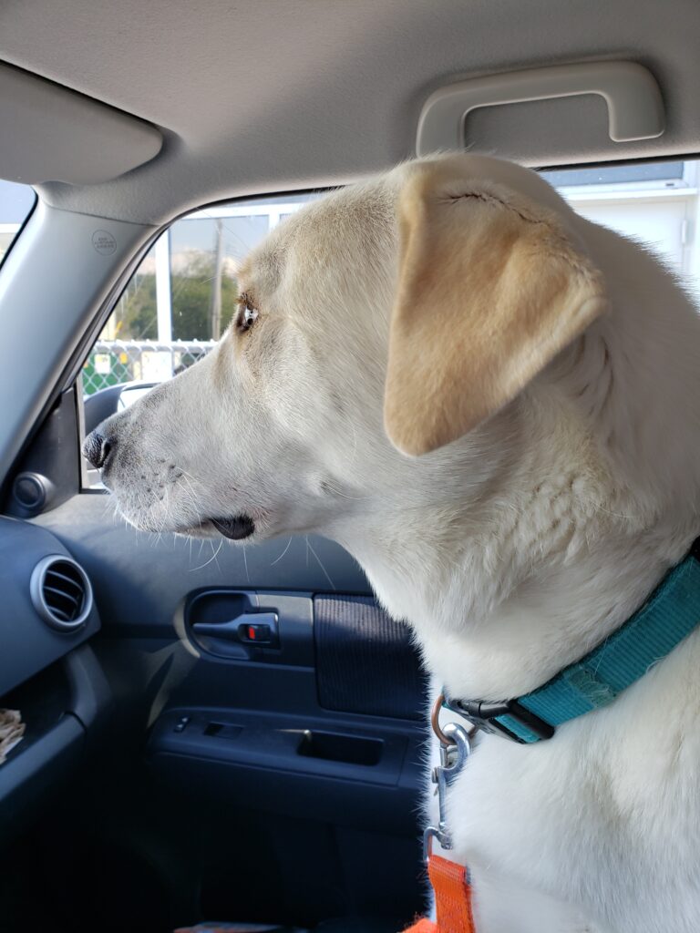 a large white dog looking out the passenger seat of a car