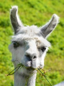 white alpaca chewing on grass